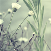 清新淡雅的图片头像(33张)