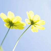 清新淡雅的图片头像(33张)