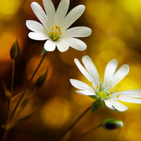 清新淡雅的图片头像(33张)