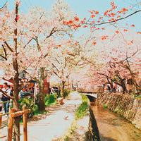 清新淡雅的图片头像(33张)