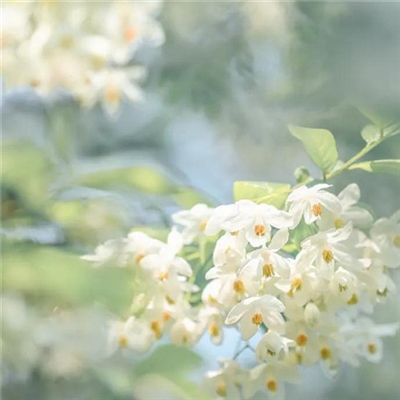 清新淡雅花朵微信头像(优选24张)