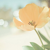 清新淡雅花朵微信头像(优选24张)