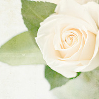 清新淡雅花朵微信头像(优选24张)