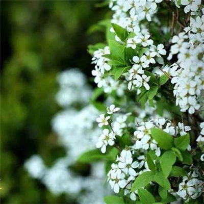 清新淡雅花朵微信头像(优选24张)