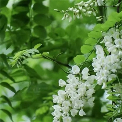 清新淡雅花朵微信头像(优选24张)