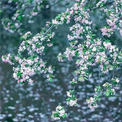 清新淡雅花朵微信头像(优选24张)