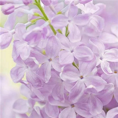 清新淡雅花朵微信头像(优选24张)