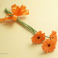 清新淡雅花朵微信头像(优选24张)