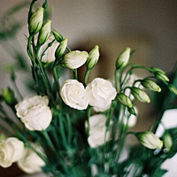 清新淡雅花朵微信头像(优选24张)