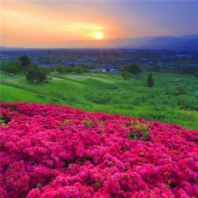 预示着发财和好运的头像(精选40张)