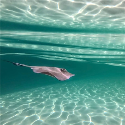 预示着发财和好运的头像(精选40张)