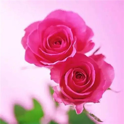 预示着发财和好运的头像(精选40张)