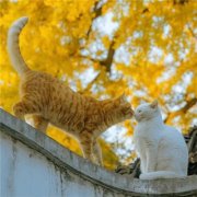 最新版微信头像图片(优选22张)