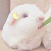 可爱萌宠情侣头像两张(共18张)