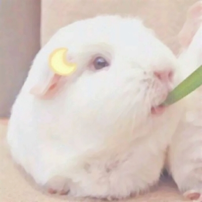 可爱萌宠情侣头像两张(共18张)