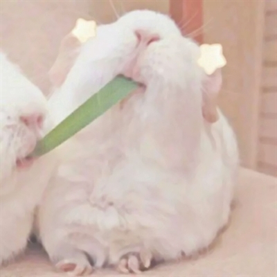 可爱萌宠情侣头像两张(共18张)