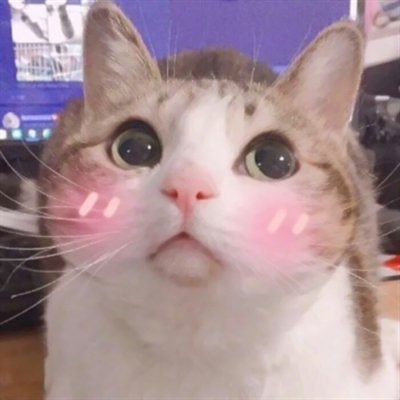 可爱萌宠情侣头像两张(共18张)