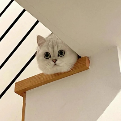 可爱萌宠情侣头像两张(共18张)