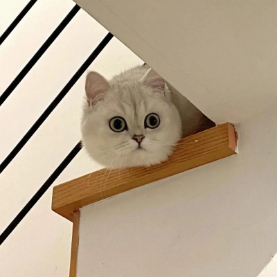 可爱萌宠情侣头像两张(共18张)