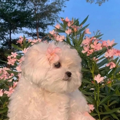 可爱萌宠情侣头像两张(共18张)