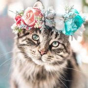 萌死人不偿命的小猫咪头像图片(优选18张)