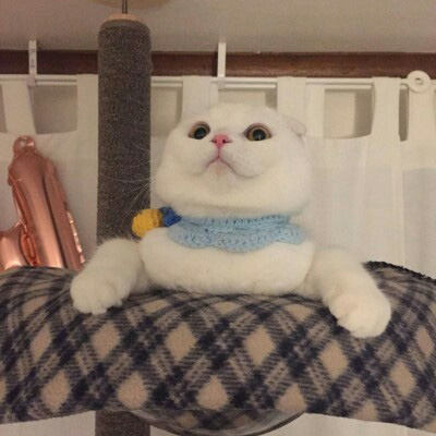 萌死人不偿命的小猫咪头像图片(优选18张)