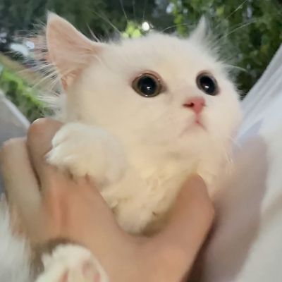 萌死人不偿命的小猫咪头像图片(优选18张)