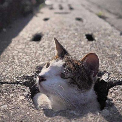 萌死人不偿命的小猫咪头像图片(优选18张)