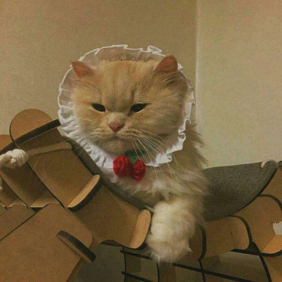 大脸萌可爱喵星人头像图片(20张)