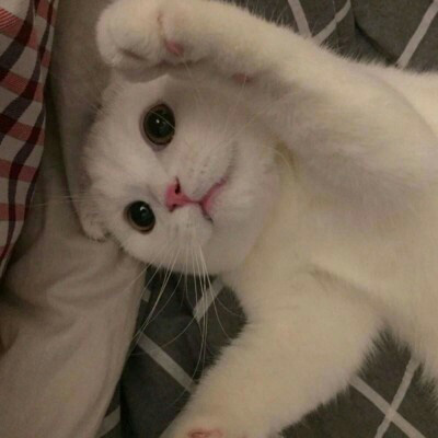 萌死人不偿命的小猫咪头像图片(优选18张)