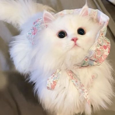 萌死人不偿命的小猫咪头像图片(优选18张)