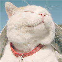 大脸萌可爱喵星人头像图片(20张)