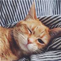 大脸萌可爱喵星人头像图片(20张)