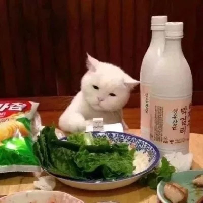 大脸萌可爱喵星人头像图片(20张)