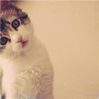 大脸萌可爱喵星人头像图片(20张)