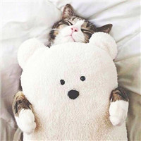 大脸萌可爱喵星人头像图片(20张)