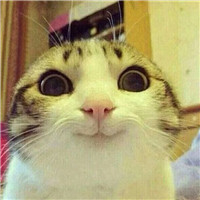 大脸萌可爱喵星人头像图片(20张)