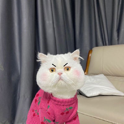 可爱的小猫图片头像(精选18张)