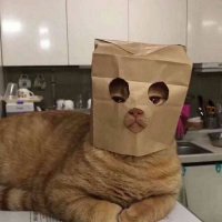 可爱的小猫图片头像(精选18张)