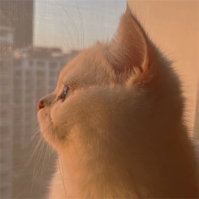 可爱的小猫图片头像(精选18张)