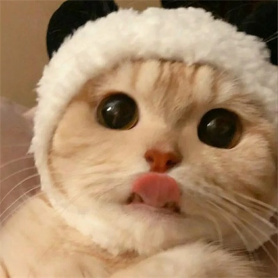 可爱的小猫图片头像(精选18张)