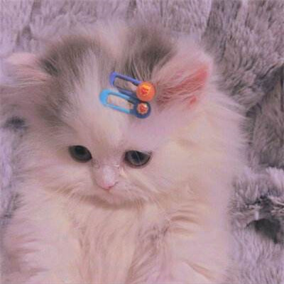 超级呆萌大脸猫微信头像(精选36张)