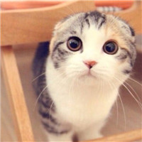 超级呆萌大脸猫微信头像(精选36张)