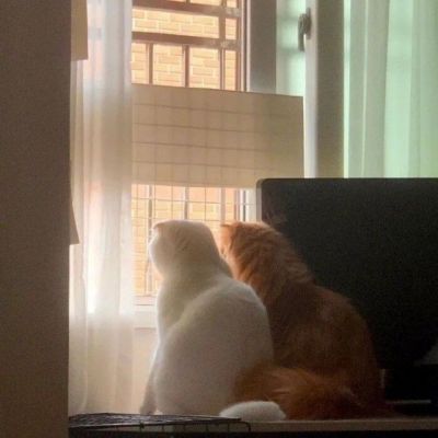 超级呆萌大脸猫微信头像(精选36张)