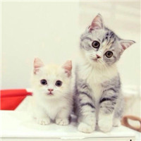 超级呆萌大脸猫微信头像(精选36张)