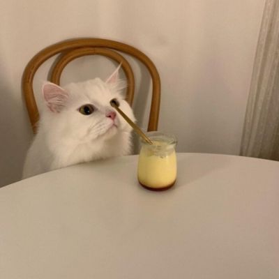 超级呆萌大脸猫微信头像(精选36张)