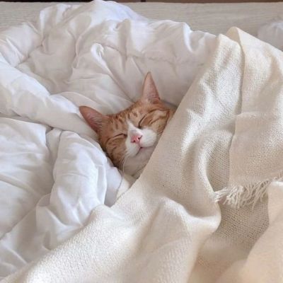 超级呆萌大脸猫微信头像(精选36张)