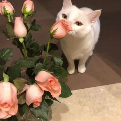 超级呆萌大脸猫微信头像(精选36张)