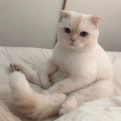 超级呆萌大脸猫微信头像(精选36张)