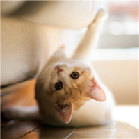 超级呆萌大脸猫微信头像(精选36张)